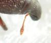 Pseudophloeophagus truncorum